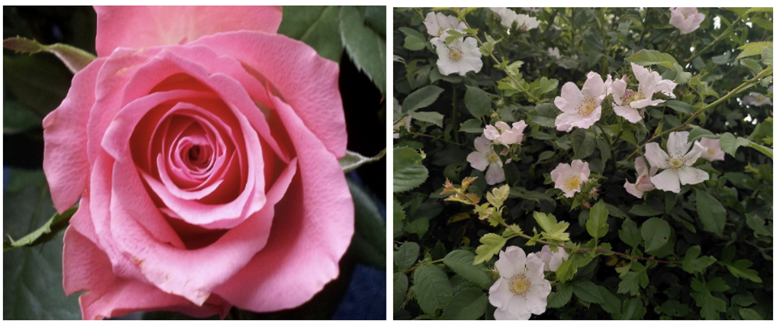 Gecultiveerde vs. inheemse rozen