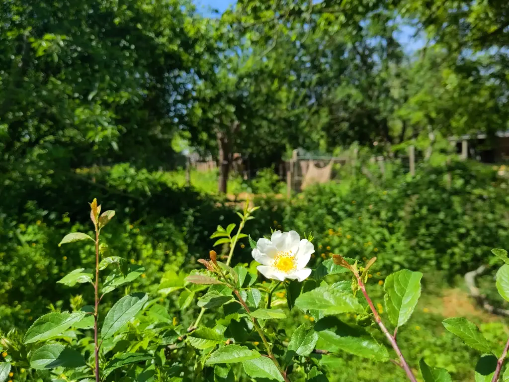 Plantenpakket op maat