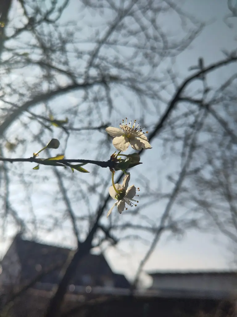 Seizoenspakket lente