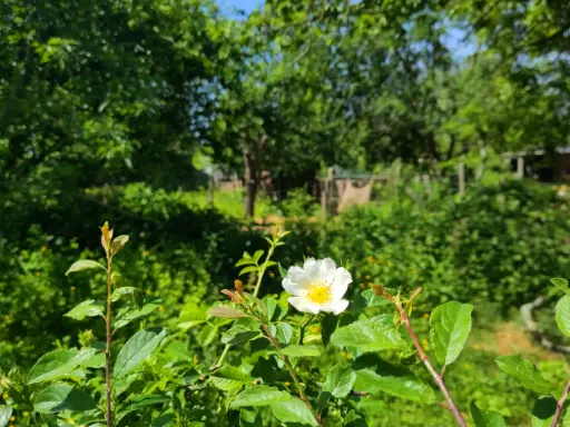Plantenpakket op maat